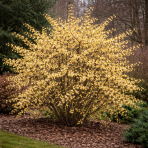 Zimovec včasný (Chimonanthus praecox) - výška 20-30 cm, kont.C3L